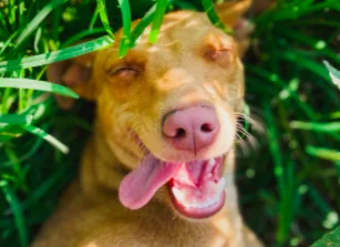 Ha la lingua troppo lunga: nessuno lo vuole